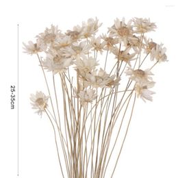 Decorative Flowers 30Pcs Practical Dried Bouquet Immortal Chrysanthemum Delicate Natural Plants Preserve Floral DIY