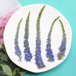 Decorative Flowers Pressed Dried Veronica Polita Flower Plant Herbarium For Jewellery Postcard Bookmark Phone Case Po Frame Invitation Card