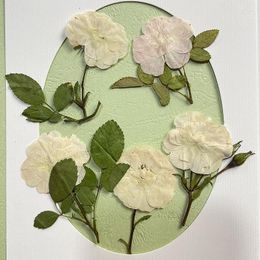 Decorative Flowers Pressed Dried White Rose Flower With Stem Leaf Herbarium For Nail Art Make Up Jewellery Po Frame Bookmark Phone Case Card