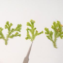 Decorative Flowers Pressed Dried Selaginella Leaf Flower Herbarium For Jewellery Postcard Bookmark Frame Phone Case Face Makeup Lamp Card DIY