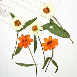 Decorative Flowers Yellow Zinnia With Branch Dried Press Flower For DIY Handmande Floral Wholesale Free Shipment 1Lot/80pcs