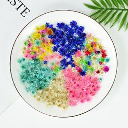 Decorative Flowers Real Natural Dried DIY Art Crafts Nail Mould Fillers Daisies Jewellery Making Accessories Daisy Flower Head Decor