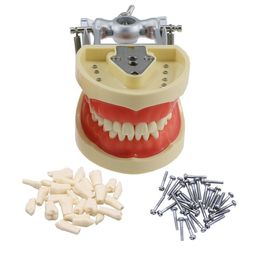 Other Oral Hygiene Dental Typodont Model 32 Removable Screw-in Teeth Soft Gums for Kilgore Nissin 230524