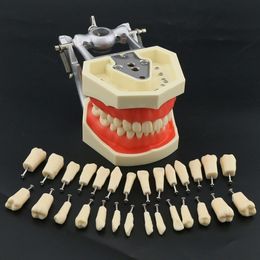 Other Oral Hygiene Kilgore Nissin 500 Type Dental Typodont Model 28PCS Teeth Removable Screw-in 230524