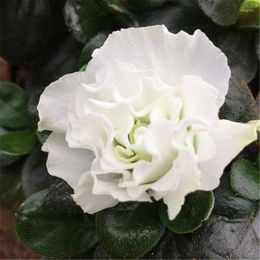 Dekorative Blumen, simulierte weiße Azalee, künstliche Pflanzen, Bonsai, Melaleuca, Zuhause, Party, Hochzeit, Dekoration