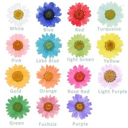 Decorative Flowers Good 1080 Pcs Pressed Press Dried Daisy Dry Flower Plants For Epoxy Resin Pendant Necklace Jewellery Making Craft DIY