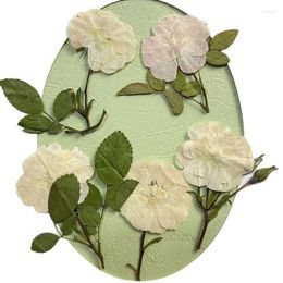 Decorative Flowers Original Beige Rose With Branch Dried Press Flower For DIY Decoration Wholesale Free Shipment 60Pcs