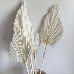 Decorative Flowers 5pcs Boho Style Floral Arragnement Blooms Dried Mini Flower Dry Palm Leaves Natural Fans Leaf For Wedding Decoration