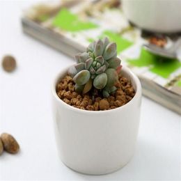240pcs ceramic bonsai pots whole mini white porcelain flowerpots suppliers for seeding succulent indoor home Nursery planters312Z