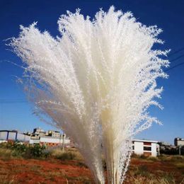 10 Pcs Dried Pampas Grass Decor Plants White Natural Phragmites Wedding Home Decor Real Dried Natural Dried Flowers Ornament Y0104276a