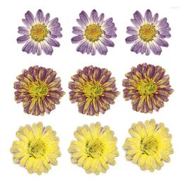 Decorative Flowers 3.5-4CM/ Real Natural Pressed Double Petal Margaret Dry Head Dried Press Flower For Epoxy Resin Jewelry Candle Making