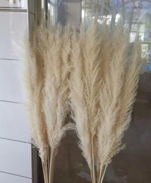 3pcs 55CM80CM Natural Reed Dried Flower Big Pampas Grass Bouquet Wedding Flower Ceremony Decoration Modern Home Decoration4655850