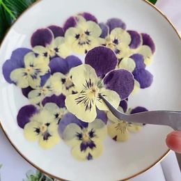 Decorative Flowers 48pcs Pressed Dried Pansy Viola Plant Herbarium Jewellery Po Frame Phone Case Bookmark Craft DIY Postcards For