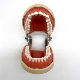 Standard Dental Teeth Model Dental Typodont Model with 32pcs removable teeth for teaching