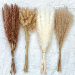 100Pcs lot Cream Pampas Grass Fluffy Room Phragmites Decoration Natural Bunny Tail Grass Dried Flowers Bouquet Boho Home Decor231O