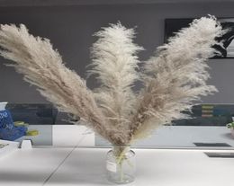 Natural Reed Pampas grass large Dried Flower Wedding Flower Ceremony Decoration Modern Home Decoration Fast 80cm 5pcs9296351