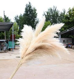 510 Pcs 80CM Natural Reed Dried Flower Big Pampas Grass Bouquet Wedding Flower Ceremony Decoration Modern Home Decoration176b2721391