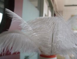 whole 200pcslot 89inch White Ostrich Feather PlumeWedding Feather Centerpieces Home decoraction party event supply5634393