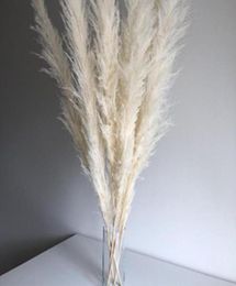 Super Pampas Grass White 7 Head Cotton Cheap Home Decoration Dried Flower Rabbits Tail Grass6597517