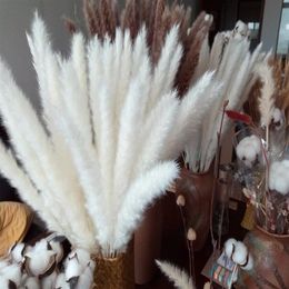 Natural Dried Pampas Grass Phragmites Communis Reed Plant Wedding Flower Bunch 24'' Tall for Home Decor296z