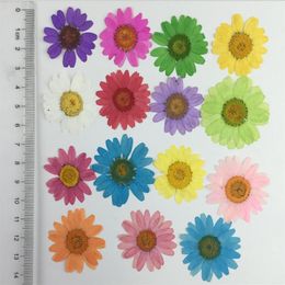 120pcs Pressed Press Dried Daisy Chrysanthemum paludosum Flower Plants For Epoxy Resin Pendant Necklace Jewellery Making Craft DIY A2729