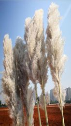 20Pcs lot Whole Flower Phragmites Natural Dried Decorative Pampas Grass For Home Wedding Decoration Flowers Bunch 5660cm306V3450164