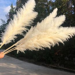 80cm Pampas Grass Natural Reed Wedding Dried Flower Large Ceremony Modern Home Decoration Valentines Day Fast 248M