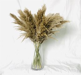 Dried Pampas Grass Bouquet Wedding Decor Dried flowers Christmas Decor264K2941029