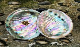 10 12cm Natural Abalone Shell Large Sea Shells Nautical Home Decor Soap Dish Diy Fish Tank Aquarium Landscape Wedding Decor H sqcH9799708