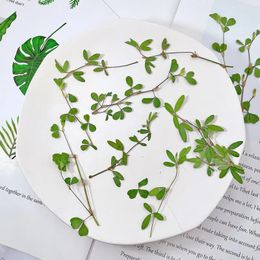 Decorative Flowers 60pcs Pressed Dried FlowerCrneate Lespedeza Plants Herbarium For Nail Art Jewellery Bookmark Phone Case Invitation Card DIY