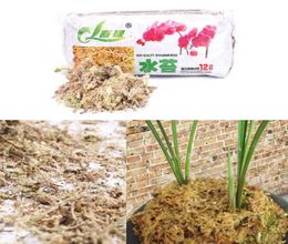 6L12L Sphagnum Organic Fertiliser For Orchid Phalaenopsis Musgo Sphagnum Dry Moss Garden Moisturising Nutrition2273514