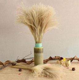 50pcs Real Dried Small Pampas Grass Wedding Flower Bunch Natural Plants Home Decor Dried Flowers Phragmites Flower Ornamental4606172