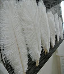 Whole 50pcs White ostrich feather plumes for wedding Centrepiece Wedding party decor PARTY EVENT Decor supply2841022