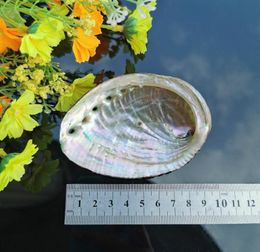 5 Sizes Abalone Shell Nautical Decor Seashell Beach Wedding Shells Ocean Decor Jewellery Diy Shell Soap Dish Aquarium Home Decor H j4480611