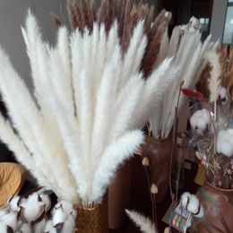 Natural Dried Pampas Grass Phragmites Communis Reed Plant Wedding Flower Bunch 24'' Tall for Home Decor293v