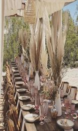 40Pcslot Phragmites Flowers Natural Dried Decorative Pampas Grass For Home Wedding Decoration Flower Bunch 5660cm3874391