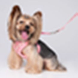 Dog Collar Designer Pet Vest Classic Jacquard Letter Soft Breathable Mesh Adjustable Pet Safety Belt Suitable for Small and Medium sized Dog and Cat Pet Belts