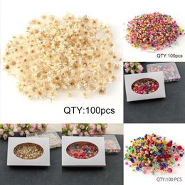 New Christmas Toy Supplies 100/200pcs Dried Flowers Little Star Flower for DIY Resin Candle Making Jewellery Glass Fill Art Craft Dried Flowers for Decor