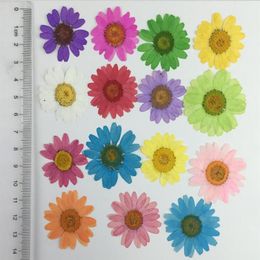 120pcs Pressed Press Dried Daisy Chrysanthemum paludosum Flower Plants For Epoxy Resin Pendant Necklace Jewellery Making Craft DIY A261n