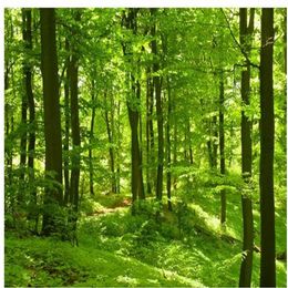 Beautiful green forest woods sunlight pictures window mural wallpaper227l