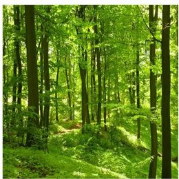 Beautiful green forest woods sunlight pictures window mural wallpaper247R