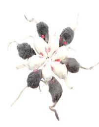 Cat Toys 12Pcs False Mouse Pet LongHaired Tail Mice Sound Rattling Soft Real Fur Squeaky Toy7792365