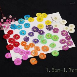 Decorative Flowers 250pcs Pressed Dried Daisy Flower Herbarium For Nail Art Face Make UP Epoxy Resin Jewellery Frame Phone Case Craft DIY