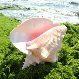 18-20CM HUGE Bahama Queen Conch Shell Large Pink Conch Shell for Home Decor Beach Decorations Collectibles Wedding DIY Gifts 231222