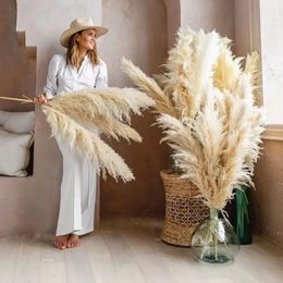 Natural Pampas Grass Large Size Dried Flower Bouquet Home Decor Tall Fluffy Stems Living Room Decor Wedding Backdrop 231225