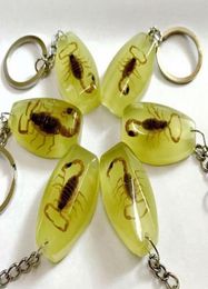 10 pcs real gold scorpion king back Keychain fashion Specimen1704425