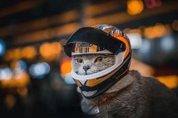 Pet Motorcycle Helmet Full Face Motorcycle Helmet Outdoor Motorcycle Bike Riding Helmet Hat for Cat Puppy Helmet Pet Supplies 231227