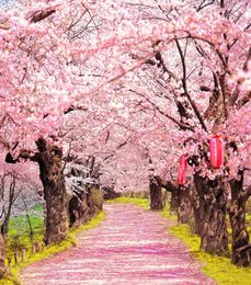 Pink Cherry Blossoms Po Shoot Backgrounds Old Trees with Red Lanterns Outdoor Scenic Wallpaper Romantic Wedding Pography Bac3083888