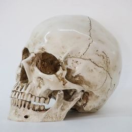 1Pcs Skeleton Head Model Resin Craft Skull High Quality Statues Sculptures Replica Skull Decor Prop Halloween Home Decor 231228