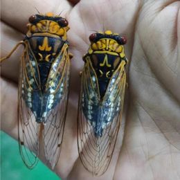 Decorative Figurines Cryptotympana Atrata Real Insect Specimen Science Ization Teaching DIY Crafts Pography Exhibition Home Decor